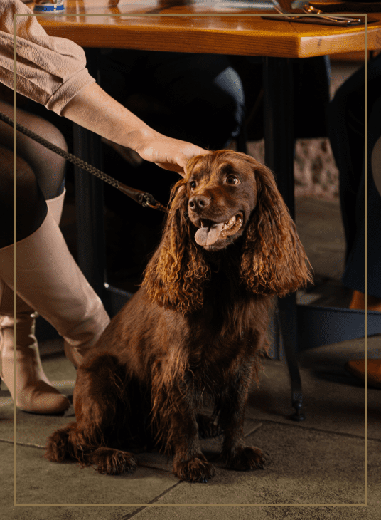 Dog-friendly Menu